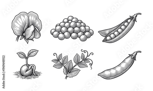 A set of hand drawn pea illustrations in a vintage engraving style. Botanical vector elements show the plant life cycle, perfect for packaging, menus, or educational material.