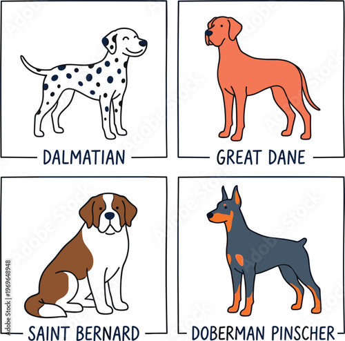 Dog Breeds Infographic Collection Featuring Dalmatian Great Dane Saint Bernard and Doberman Pinscher for Pet Education and Veterinary Concepts