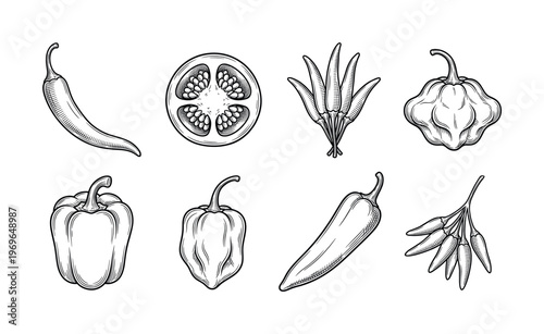 A set of hand drawn pepper varieties in a vintage engraving style. This collection includes chili, bell, and habanero for menus, packaging, or spicy food branding.