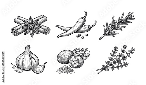 A hand-drawn set of culinary spices and herbs. Vintage engraving style sketch with cinnamon, chili, garlic, rosemary, thyme, nutmeg. Perfect for menus and packaging design.