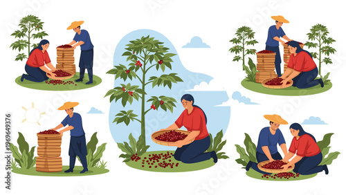 Several illustrations of farmers harvesting ripe coffee beans from trees and putting them into wooden containers.