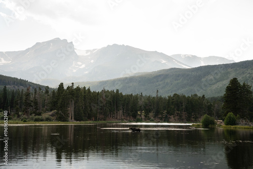 A cow moose wading through mountain lake with hazy peaks and forest