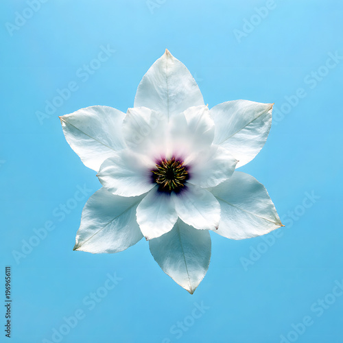 Wallpaper Mural White magnolia blossom isolated on blue background   Torontodigital.ca