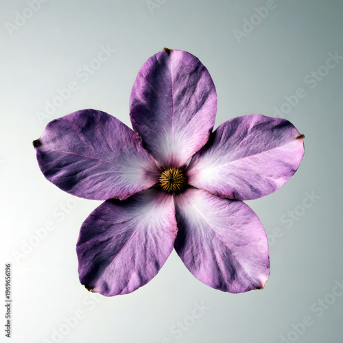 Wallpaper Mural Purple Magnolia blossom on a light background showcasing delicate petals   Torontodigital.ca