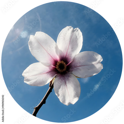 Wallpaper Mural Magnolia flower blossom against blue sky in bright daylight   Torontodigital.ca