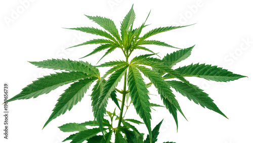Konstfotografi Green cannabis plant with serrated leaves, isolated on transparent background