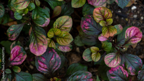 Botanical Texture of Exotic Leaves with Vibrant Pink Veins on Black