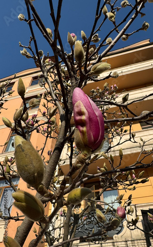 Blooming pink magnolia flower with buds against building facade spring