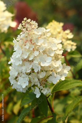 Elegant White Hydrangea Paniculata Bloom in Summer Garden of Floral Beauty and Freshness.