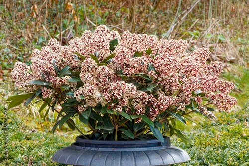 Canvastavla Skimmia japonica - Japanese Skimmia shrub dome-shaped shrub  with pinkish buds a
