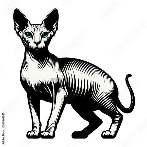 Don sphynx vector and illustration