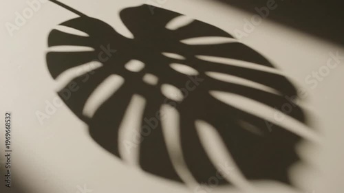 Monstera leaf shadow on neutral wall background with natural sunlight