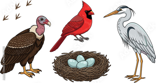 Illustration of Different Birds Including Vulture, Cardinal, Heron, and Bird Nest with Eggs, Perfect for Wildlife and Nature Themed Designs