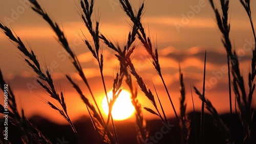 Silhouetted grass blades sway gently against a vibrant sunset, showcasing the sun's warm glow and colorful clouds in the evening sky over a natural landscape