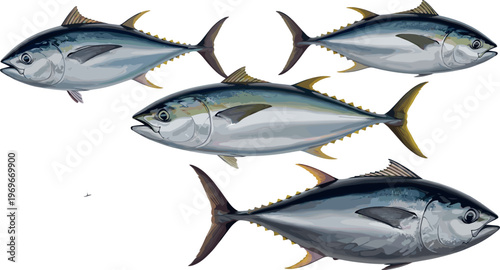 Illustration of Tuna Fish in Different Poses, Perfect for Seafood, Marine Life, and Culinary Themed Designs