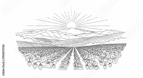 Sunrise over a vast strawberry field with distant mountains