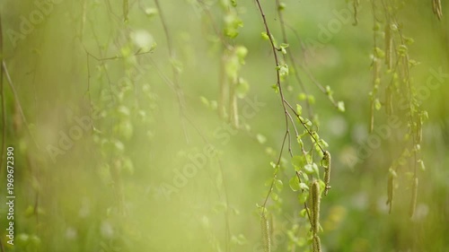Young birch blossoms with pollen catkins in shallow focus, fresh seasonal growth and gentle bokeh, 4K