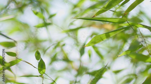 Soft focus bamboo leaves against bright sky, natural green foliage with gentle bokeh background, 4K