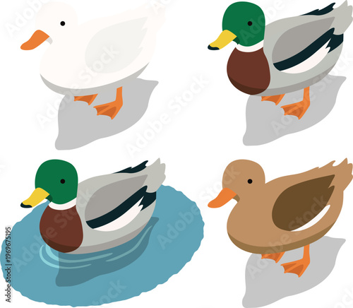 Isometric farm duck livestock illustration