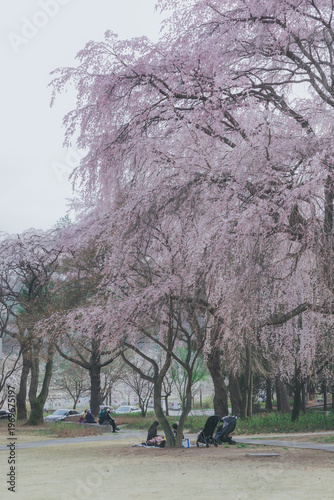Photography cherry blossom in spring