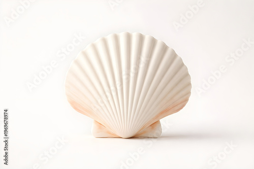 Large white scallop shell isolated on a plain white background, minimalist composition.