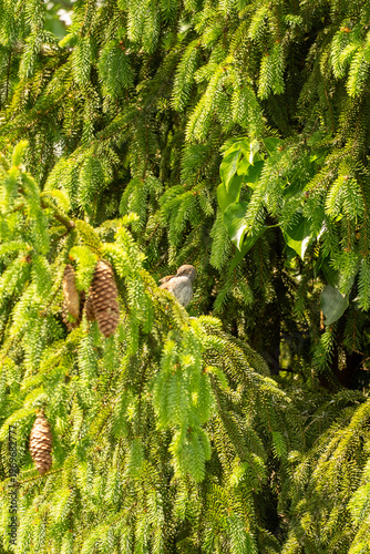 Bird perched in spruce tree branches, detailed green needles and pinecones, natural environment, wildlife and nature background