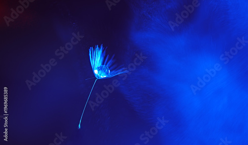 Beautiful water drop on dandelion flower seed in sunlight . Macroart