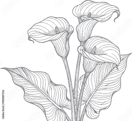 Elegant hand-drawn calla lilies with large leaves, detailed monochrome botanical illustration, calla lily, line art, black and white, graphic element, design element, fine art, floral design
