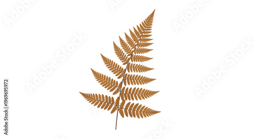 Single dried brown fern frond with intricate leaf details, presented as a botanical specimen on a white background.