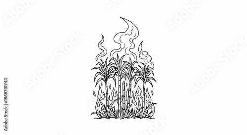 Burning sugarcane stalks with flames and smoke rising