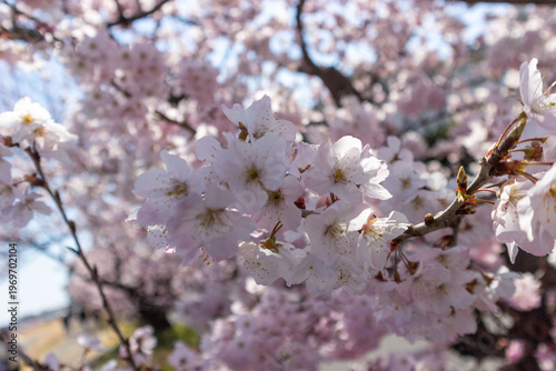 逆光の中ふわふわと咲く日本の”春めき”桜