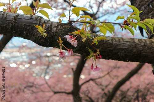 蕾と花が入り混じった日本の河津桜