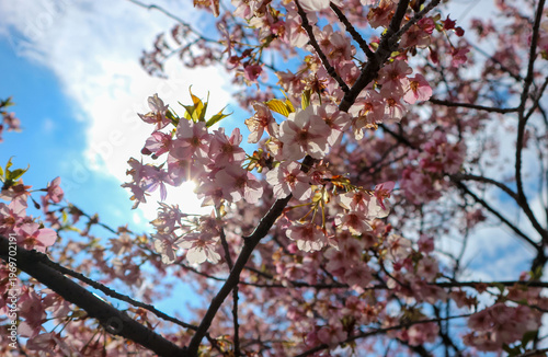 逆光で青空の元咲く日本の河津桜