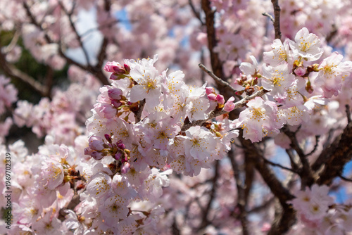 日本の桜”春めき”の満開