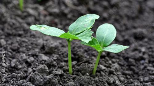 Foto small plant, cucumber leaves, green sprout