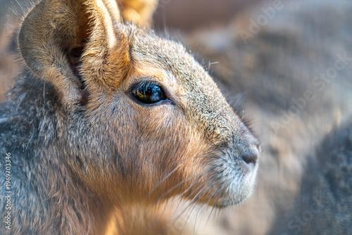 Close up of A Patagonian mara or Patagonian cavy scientific name Dolichotis patagonum in a zoo in Haifa, Israel.
