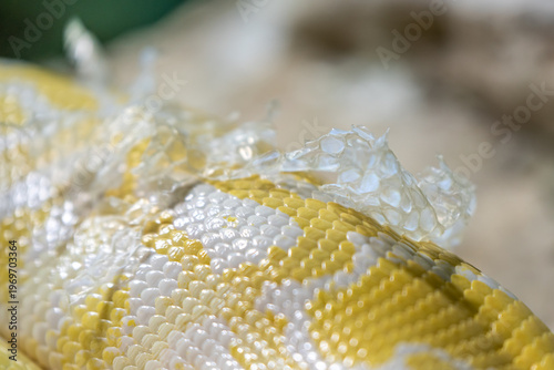 Close up of an Albino Reticulated python scientific name Malayopython reticulatus shedding its skin in a zoo in Haifa, Israel.  
