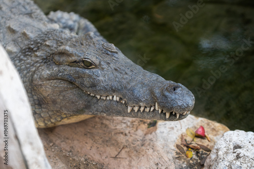 Close up  of the head of  a Nile Corcodile scientific name Crocodylus niloticus in a zoo in Haifa, Israel.
