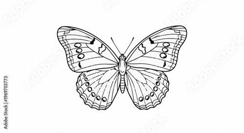 Delicate black and white line drawing of a butterfly with intricate wing patterns
