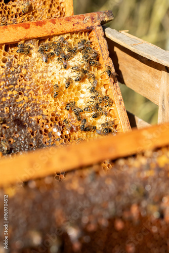 Apiculture - Abeille mellifère léchant du miel dans les alvéoles en cire d'un cadre de  ruche