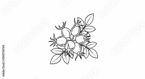 Delicate line drawing of rose hips and leaves clustered together