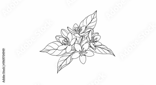 Delicate outline drawing of a cluster of white flowers with green leaves