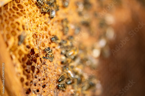 Apiculture - Abeille mellifère léchant du miel dans les alvéoles en cire d'un cadre de  ruche