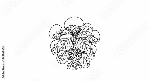 Black and white line drawing of a Brussels sprout stalk with leaves