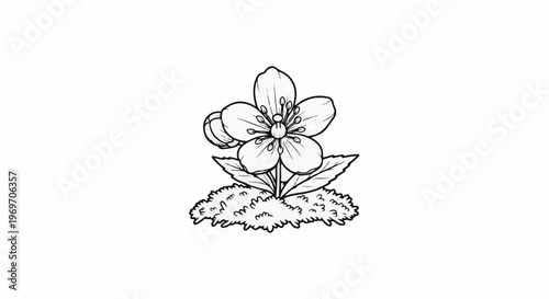 Black and white sketch of a single blossom with a bud
