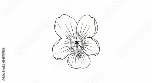 Delicate sketch of a single five-petaled flower with radiating lines