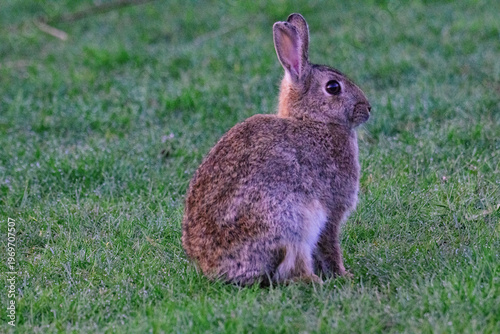 Easter bunny, at Barnard Castle.