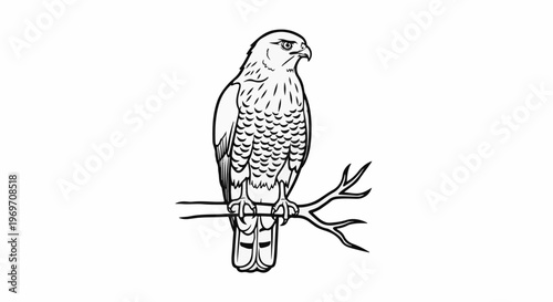 Detailed black and white illustration of a raptor perched on a bare branch