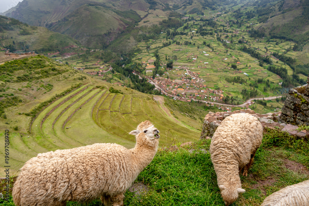Fototapeta premium Llamas roaming among ancient Inca ruins at Pisac, Peru