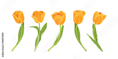 Orange tulips isolated. Hand drawn simple spring flowers. Orange tulips for your postcards, banners, web pages.	